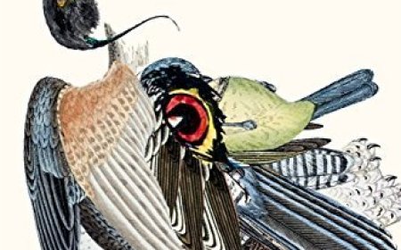 EPUB Download The Strange Bird: A Borne Story (Borne #1.5) by Jeff Vandermeer